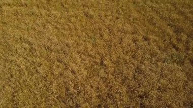 Hava: goldish buğday kulak uçan alan tarım
