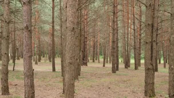 Chodzenie wśród pnie sosnowych. Jeden stracił drogę w lesie. Strzał Pov — Wideo stockowe