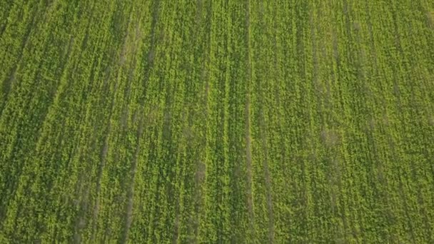 Vista aérea del campo de cultivo agrícola verde en el día de verano. Disparo de dron — Vídeos de Stock