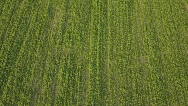 Vista aérea del campo de cultivo agrícola verde en el día de verano. Disparo de dron — Vídeo de stock