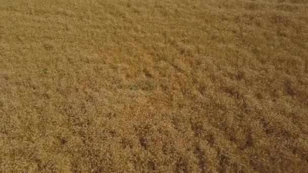 Aérea: volando sobre el campo de espigas de trigo maduras — Vídeos de Stock