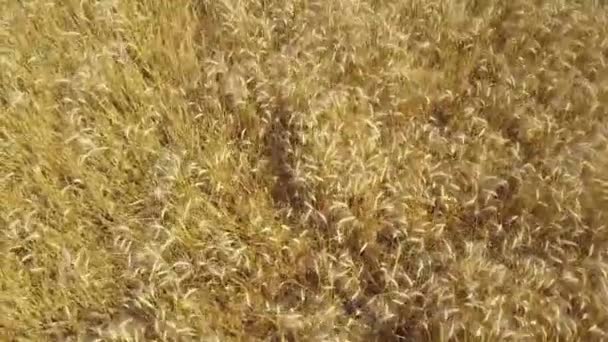 Aerial: flying above goldish wheat ears on farming field — Stock Video