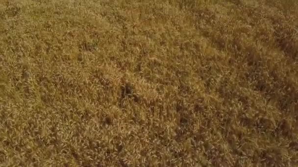 Aérea: volando sobre espigas de trigo doradas en el campo agrícola — Vídeos de Stock