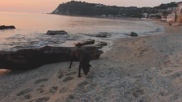 Adolescent black dog walks on beach sniffing something in sand and stones — Stock Video