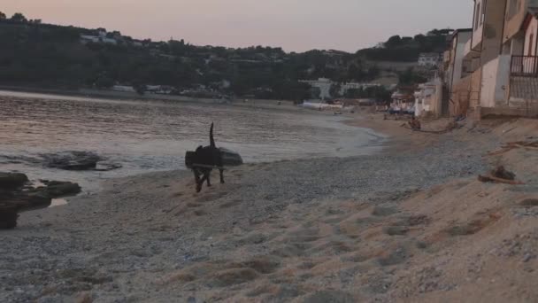 Schattige jonge zwarte labrador draait met stok op zee bij zonsondergang — Stockvideo