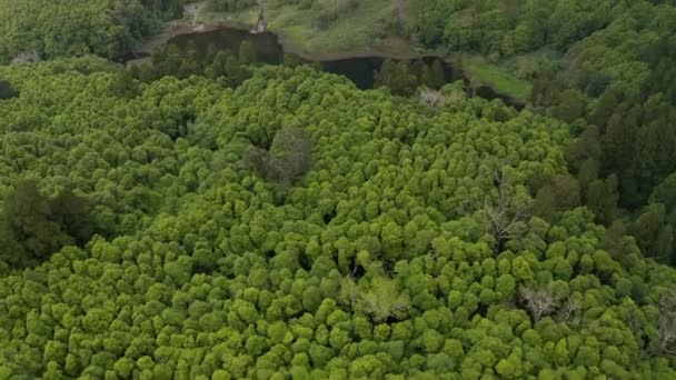 Pequena lagoa na floresta verde. Correntes de água caem da nuvem no topo da montanha. Ar da cachoeira do Ferreiro, Flores, Açores — Vídeo de Stock