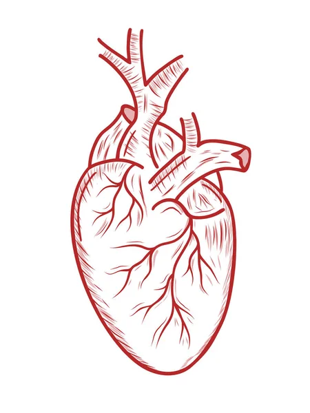 Coração Humano Anatomicamente Corretamente Traçado Linha Tatuagem Impressão Design Vetor —  Vetores de Stock
