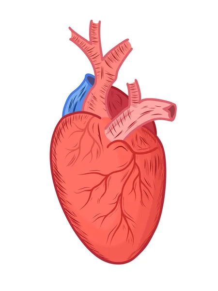 Coração Anatômico Isolado Vector Órgão Muscular Humanos Animais Que Bombeia —  Vetores de Stock