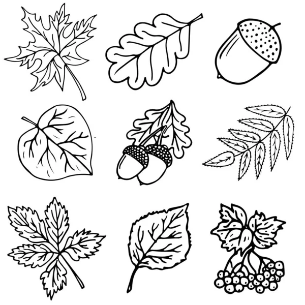 Autumn Symbols Hand Drawn Doodle Various Tree Leaves Acorns Berries — Stock Vector