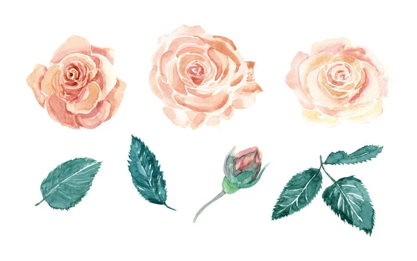 Acquerello Con Foglie Rose Fiori Bocciolo Colori Beige Verde Isolati — Foto Stock