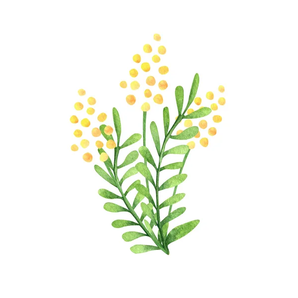 Bonito Ramo Flores Hojas Mimosa Acuarela Ideal Para Tarjetas Felicitación —  Fotos de Stock