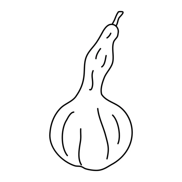 Calabaza Forma Pera Estilo Garabato Esquema Aislado Ilustración Vectorial Dibujada — Archivo Imágenes Vectoriales