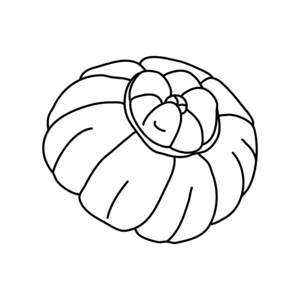 Turban Squash Doodle Stijl Geïsoleerde Omtrek Handgetekende Vectorafbeelding Van Een — Stockvector