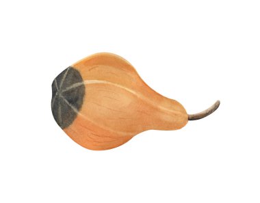 Armut şeklinde sarı yeşil balkabağı ve uzun pedala sahip bir amcası. Beyaz arka planda izole edilmiş elle boyanmış bir resim. Çiftlik bahçesi teması.