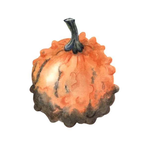 Watercolor Warty Pimpled Orange Gourd Hand Painted Illustration Isolated White — Stock Photo, Image