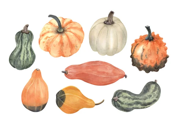 Watercolor Illustration Different Varieties Pumpkins Hand Painted Illustration Isolated White — Stock Photo, Image