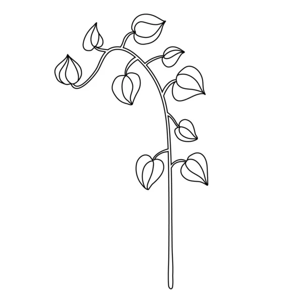 Physalis Planta Estilo Doodle Delineamento Isolado Ilustração Vetorial Desenhada Mão —  Vetores de Stock