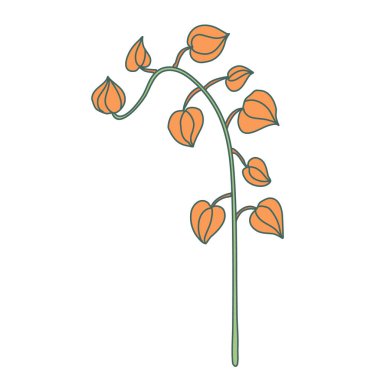 Physalis düz stil ve hatları olan bir dal. El çizimi vektör çizimi beyaz arkaplanda izole edildi. Yeşil ve turuncu renkler. 