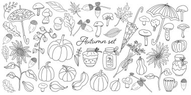 Balkabakları, mantarlar, şemsiyeler, yapraklar, ayçiçekleri, reçel kavanozu, bal, bitki ve meşe palamudu ile donatılmış sonbahar seti. Vektör el çizimi beyaz üzerine izole edilmiş taslak çizimi. Sonbahar ve hasat.