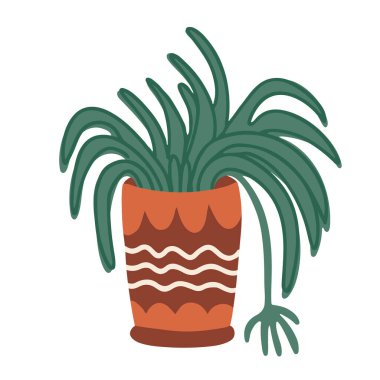 Süslerle süslenmiş bir saksının içindeki örümcek bitkisi. Beyaz arka planda izole edilmiş bir ev bitkisinin temsili çizimi. Düz biçim.