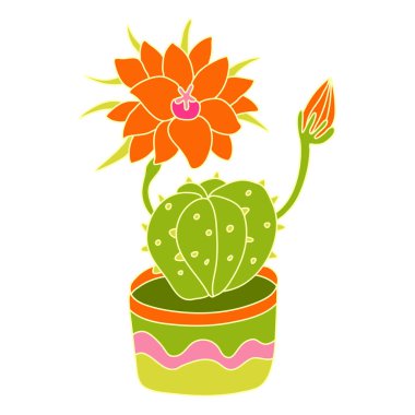 Çiçekli kaktüs. Düz çizgili, güzel, büyük bir çiçek. Kalıplarla süslenmiş bir saksıda saksı bitkisi. Beyaza izole edilmiş sulu bir vektör çizimi. Pembe, yeşil, turuncu.