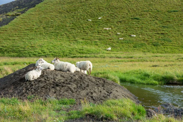Owce Wzgórzach Pobliżu Jeziora Myvatn Skutustadir Pseudocraters North Iceland — Zdjęcie stockowe