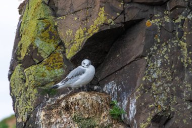 Martı Adası Borgarfjrdur Eystri fiyort Marina ve kuzeydoğu İzlanda limanda kutup sumrusu 