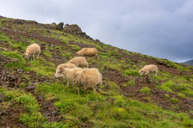 Hengilssvaedid kaplıcalar hiking trail altın daire İzlanda'nın Reykjavik yakınındaki otlatma koyun.