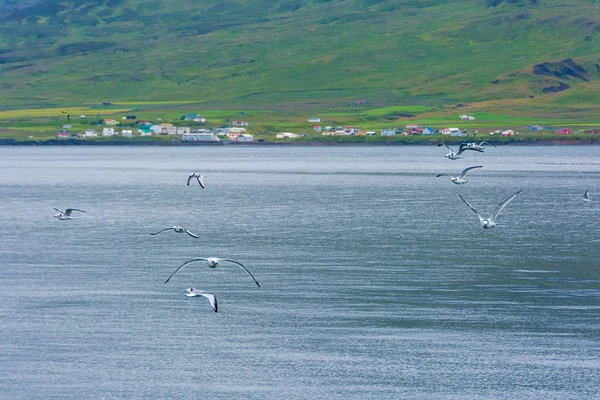 Silvertärna Puffin Island Borgarfjrdur Eystri Fjord Marina Och Hamnen Nordöstra — Stockfoto