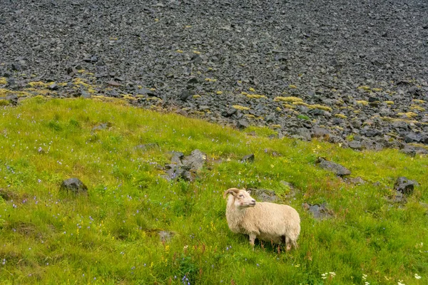 Blick Von Der Stokksnes Lagune Schwarzem Sandstrand Meer Und Bergen — Stockfoto