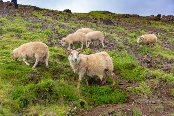 Wypasu Owiec Szlak Turystyczny Hengilssvaedid Gorących Źródeł Pobliżu Reykjavik Golden — Zdjęcie stockowe