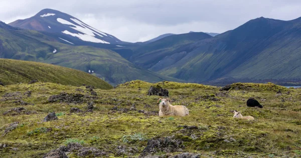 Landmannalaugar People Zwembaden Een Uitgestrekt Gebied Van Verbluffende Schoonheid Het — Stockfoto