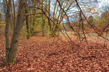 Sonbahar yaprakları ile Belin Beutiful Tiergarten Park