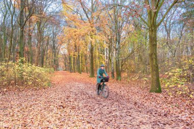 Sonbahar yaprakları ile Belin Beutiful Tiergarten Park