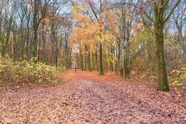 Sonbahar yaprakları ile Belin Beutiful Tiergarten Park
