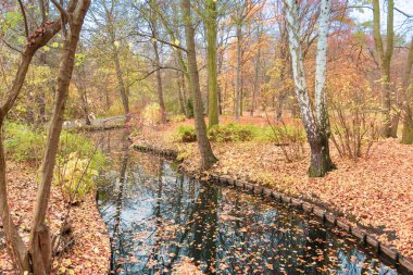 Sonbahar yaprakları ile Belin Beutiful Tiergarten Park