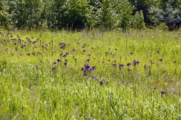 Field with wild bright flowers of irises  in the marshland