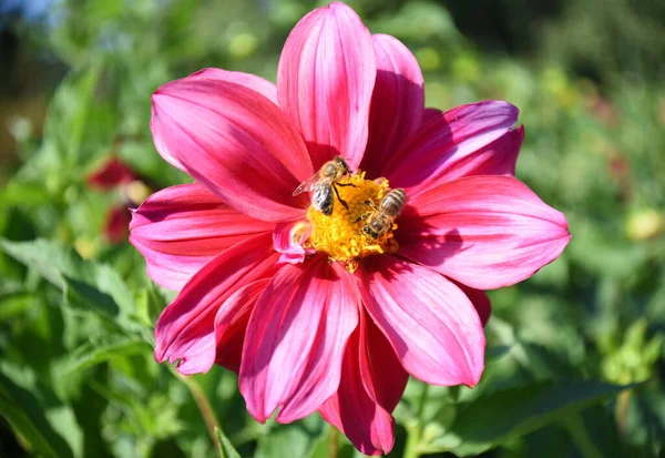 Bright pink dahlia flower with two bees pollinating it. Russian Far East, Autumn