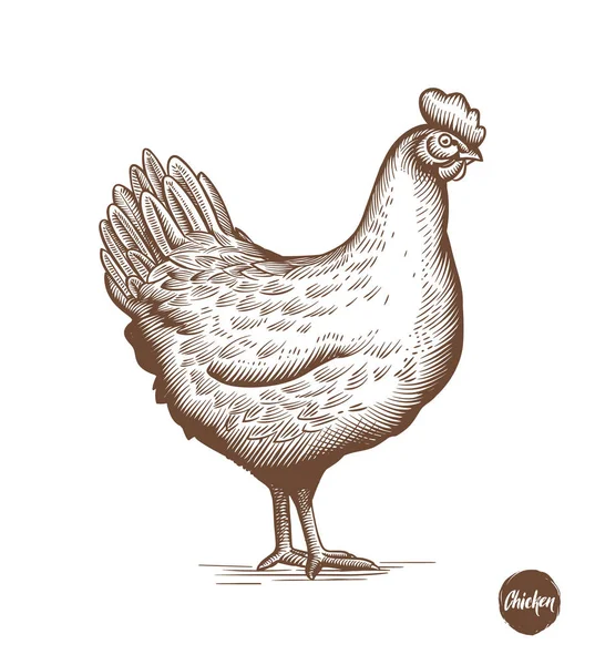Tavuk el oyma veya gravür tarzı çizilmiş resimde. Tavuk eti ve yumurta vintage öğeler üretirler. Rozetleri ve tavuk üretim için tasarım öğeleri. Vektör çizim. — Stok Vektör