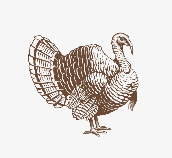 Törökország kézzel rajzolt ábra gravírozás és a fametszet stílus. Pulykakakas hús és tojás vintage elemek termelnek. Jelvények és látványelemek, turkeycock gyártására. Vektoros illusztráció. — Stock Vector