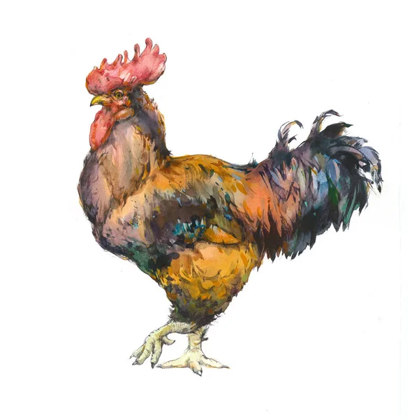 Aquarelle Illustration de la bite. Coq étiquette grunge coloré. Image autocollante pour les fermes et la fabrication représentant la liste. Grunge étiquette pour le produit de poulet. Isolé — Photo