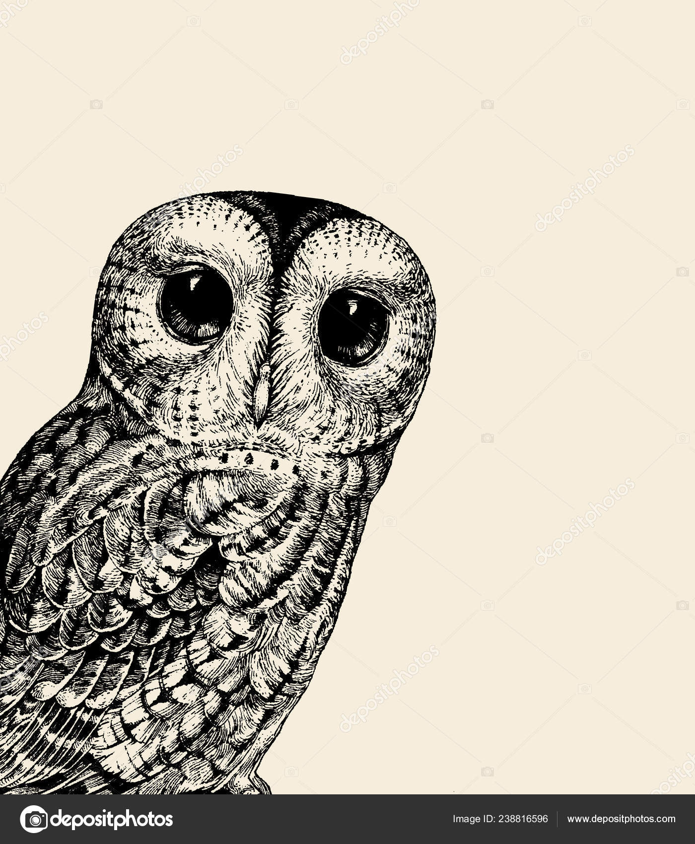 Cute Owl Illustration Retro Owl Vector Illustration Baby Owl