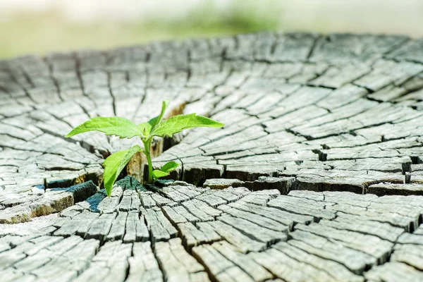 Uma Planta Cultivada Sementes Forte Crescendo Árvore Tronco Central Como — Fotografia de Stock