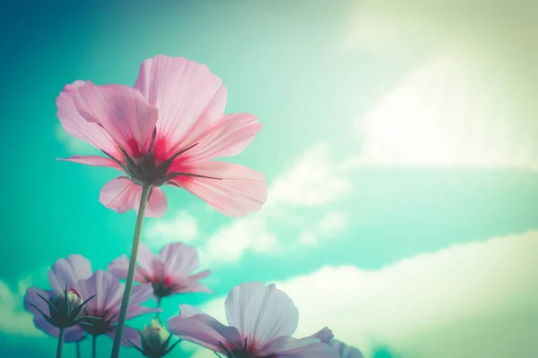 Cosmos pink flowers with blue sky retro filter as background — Stock Photo, Image