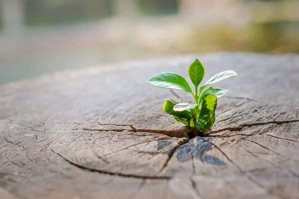 Een sterke zaailing groeien in het midden stam van gesneden stronken. boom, concept van ondersteuning bouwen aan een toekomstige focus op nieuw leven — Stockfoto