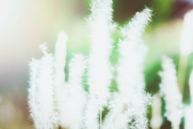 çim çiçek veya yabani çiçekler alanında yumuşak odak doğa arka plan