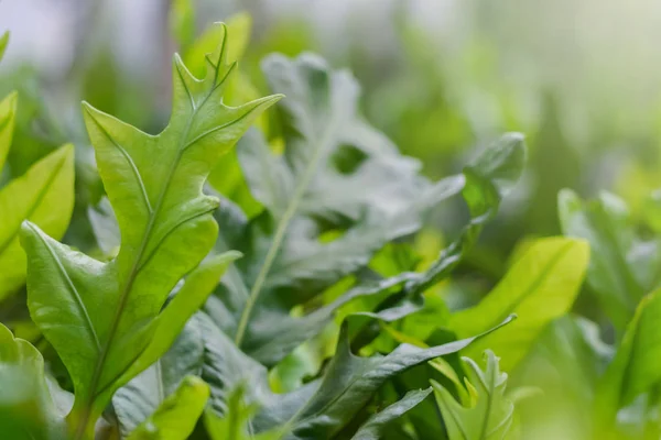 Hautnah frische grüne Farnblätter im Garten flache Schärfentiefe — Stockfoto