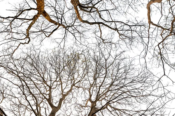 Bajo la silueta del árbol no hoja sobre fondo blanco — Foto de Stock