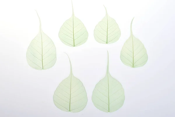 Green Skeleton leaf dry leaf isolated on white background