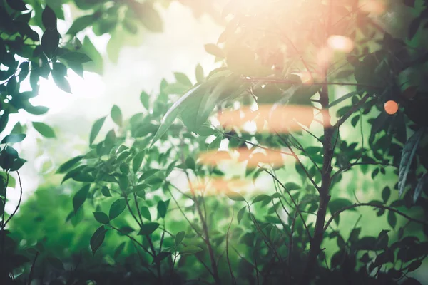 Zachte focus verse groene bladeren en bomen met zonnestraal van ochtend bomen onscherpe vervagen in Spring Park groen behang met Kopieer ruimte — Stockfoto